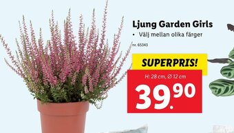 Lidl Ljung Garden Girls erbjuda