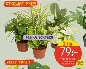 EKO Gröna växter erbjuda