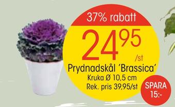 EKO Prydnadskål 'brassica' erbjuda