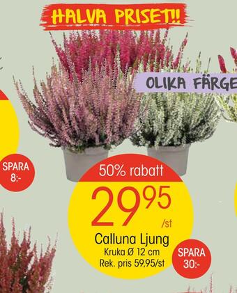 EKO Calluna ljung erbjuda
