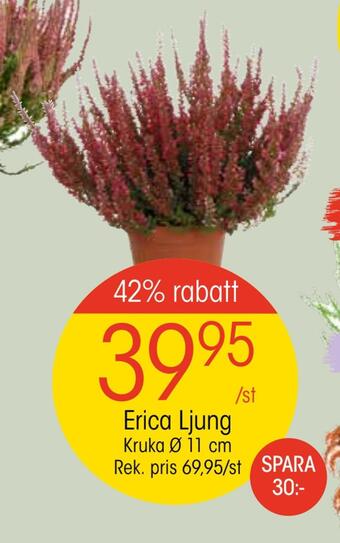 EKO Erica ljung erbjuda