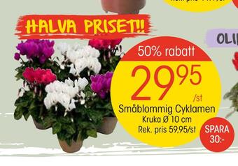EKO Småblommig cyklamen erbjuda