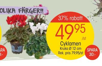 EKO Cyklamen erbjuda
