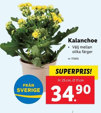 Lidl Kalanchoe erbjuda