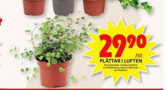 ICA Maxi Blomsterboda Krukväxt erbjuda