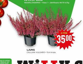 Willys Hemma Plantor erbjuda