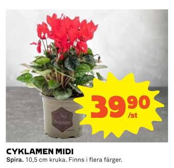 Coop Konsum Cyklamen midi erbjuda
