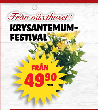 Nelins Krysantemumfestival erbjuda