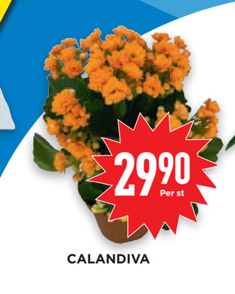 Willys Hemma Calandiva erbjuda