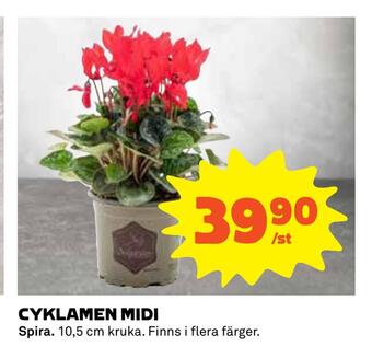 Coop Cyklamen midi erbjuda