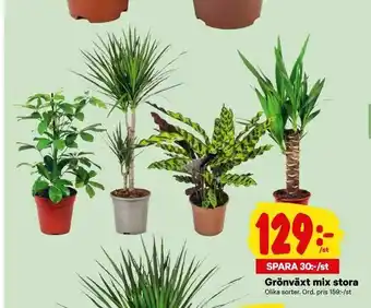City Gross Grönväxt mix stora erbjuda