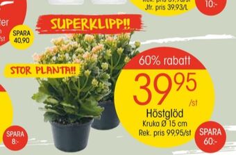 EKO Dove krukväxt erbjuda