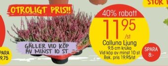EKO Dove plantor erbjuda