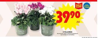 ICA Maxi Blomsterboda krukväxt erbjuda