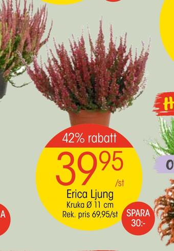 EKO Erica ljung erbjuda