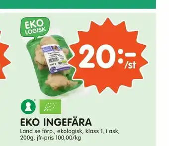 Eko ingefära