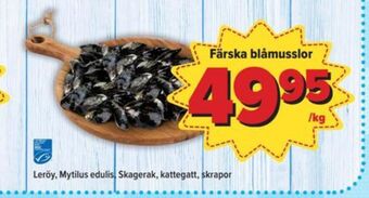 Leröy blåmusslor