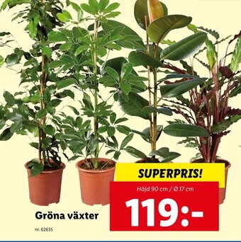 Lidl Gröna växter erbjuda