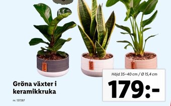 Lidl Gröna växter i keramikkruka erbjuda