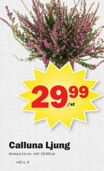 Pekås Calluna Ljung erbjuda