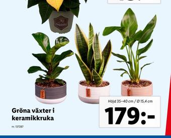 Lidl Gröna växter i keramikkruka erbjuda