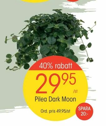EKO Pilea Dark Moon erbjuda