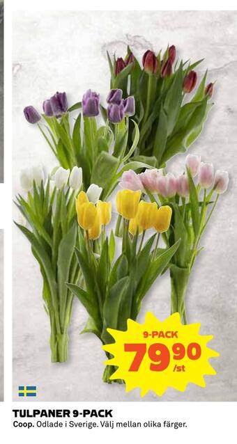 Tulpaner 9-pack