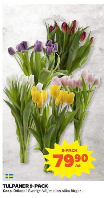 Tulpaner 9-pack