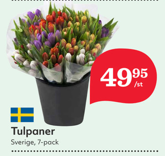 Hemköp Tulpaner erbjuda