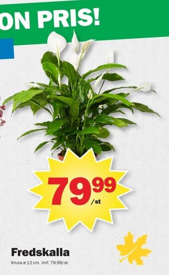 Pekås Coop krukväxt erbjuda