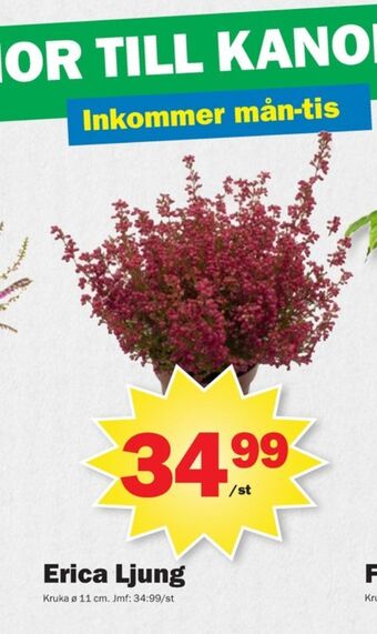 Pekås Coop krukväxt erbjuda