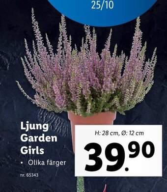 Lidl Ljung Garden Girls erbjuda
