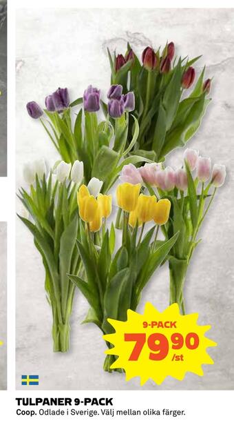 Coop Tulpaner 9-pack erbjuda