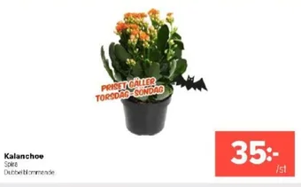 Coop Extra Kalanchoe erbjuda