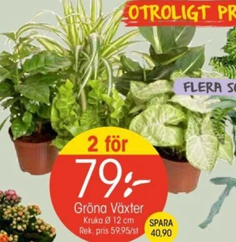 EKO Gröna Växter Kruka Ø 12 cm erbjuda