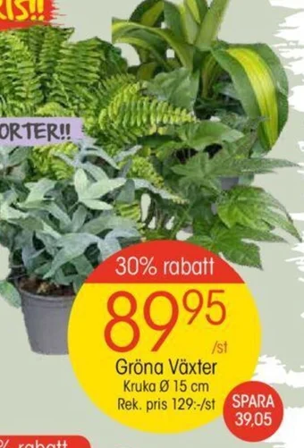 EKO Gröna Växter Kruka Ø 15 cm erbjuda