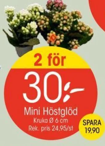 EKO Mini Höstglöd erbjuda