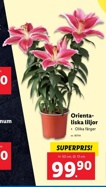 Lidl Orientaliska liljor erbjuda
