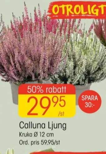 EKO Springhill plantor erbjuda