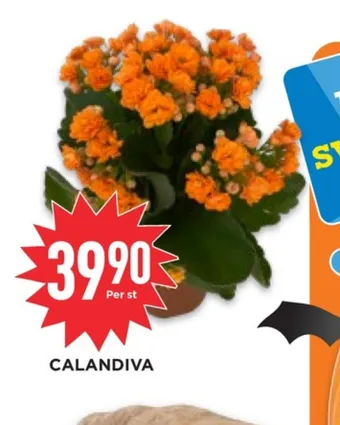 Willys Hemma Garant krukväxt erbjuda