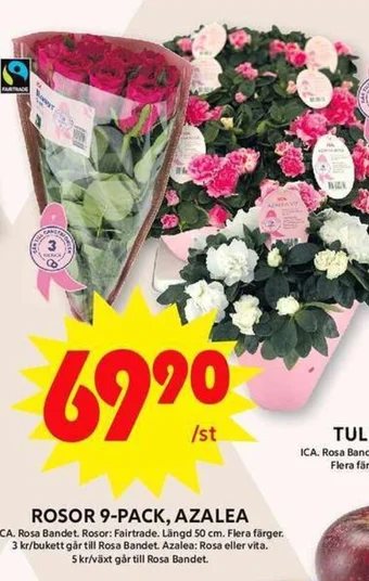 ICA Maxi ROSOR 9-PACK, AZALEA erbjuda