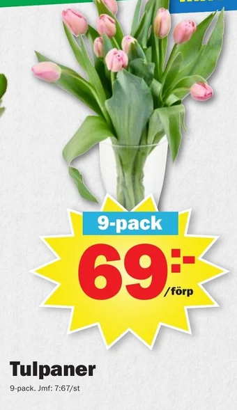 Pekås Tulpaner erbjuda