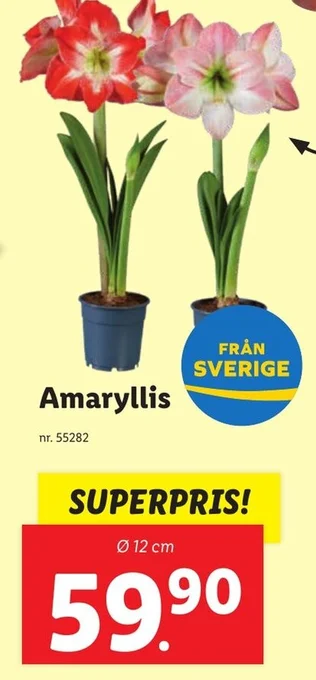 Lidl Amaryllis erbjuda