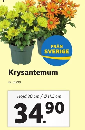 Lidl Krysantemum erbjuda
