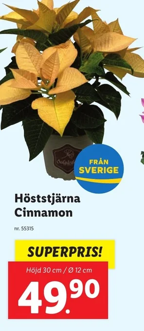 Lidl Höststjärna Cinnamon erbjuda