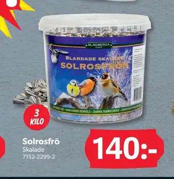 DollarStore Solrosfrö erbjuda