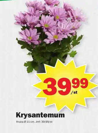 Pekås Krysantemum erbjuda