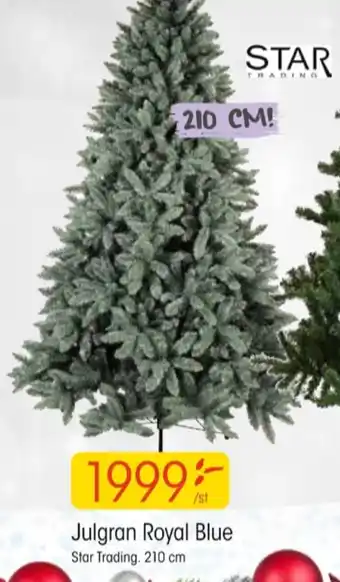 EKO Star trading julgran erbjuda
