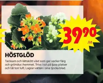 ICA Maxi Blomsterboda krukväxt erbjuda