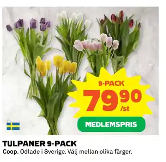 Coop Daglivs Tulpaner 9-pack erbjuda